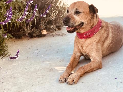 In Loving Memory of Marcus, Kiler Ridge Farm Dog